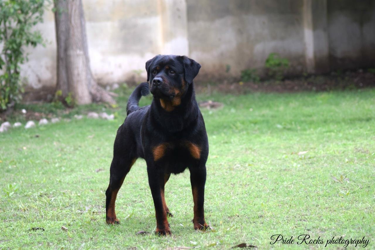 Free Rottweiler high quality background ID:68580 for hd 1280x854 computer