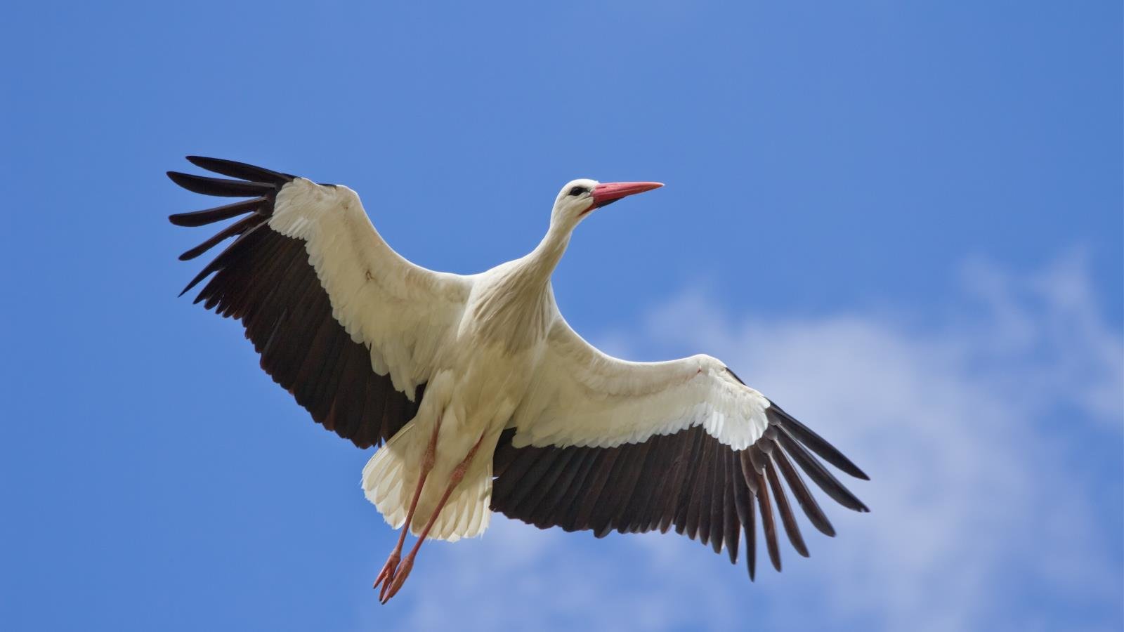 Awesome White Stork free background ID:9585 for hd 1600x900 computer