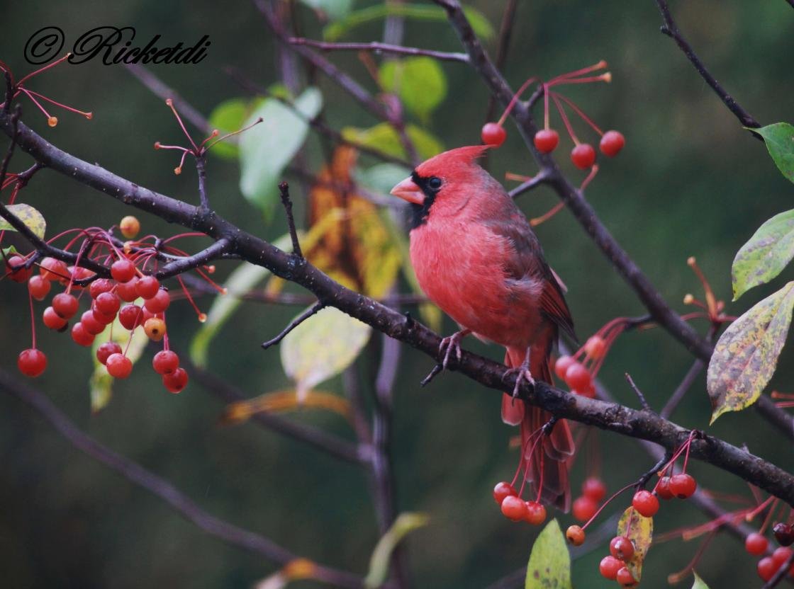 Awesome Cardinal free wallpaper ID:24679 for hd 1120x832 PC