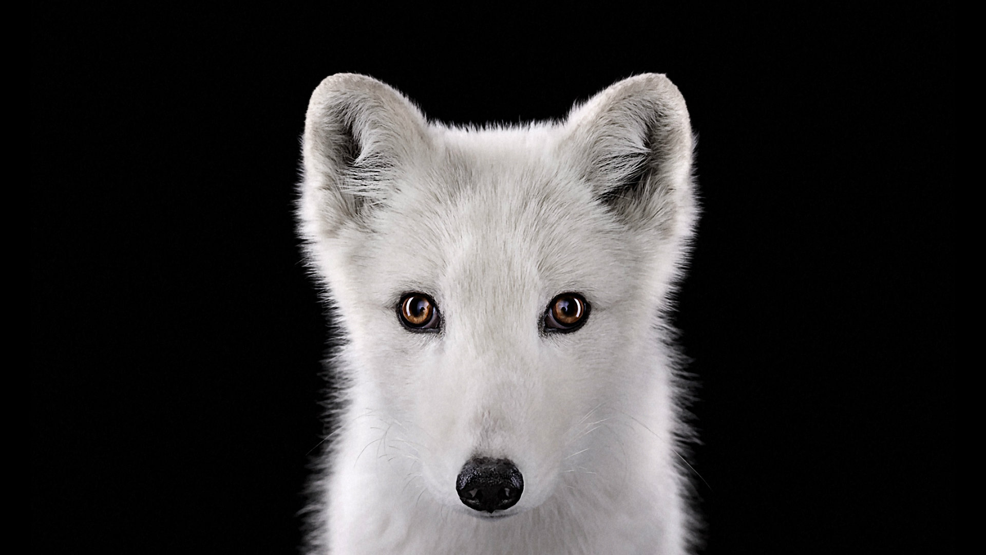 Free Arctic Fox high quality background ID:98767 for hd 1080p desktop