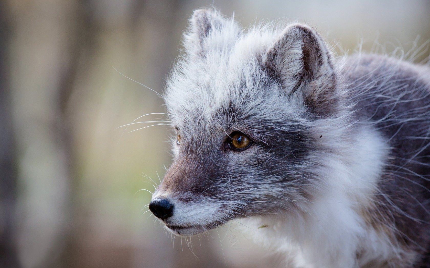 Awesome Arctic Fox free background ID:98776 for hd 1680x1050 computer