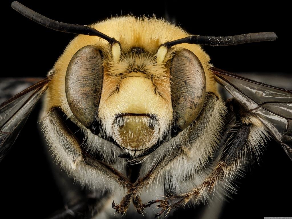Awesome Bee free wallpaper ID:460798 for hd 1024x768 desktop