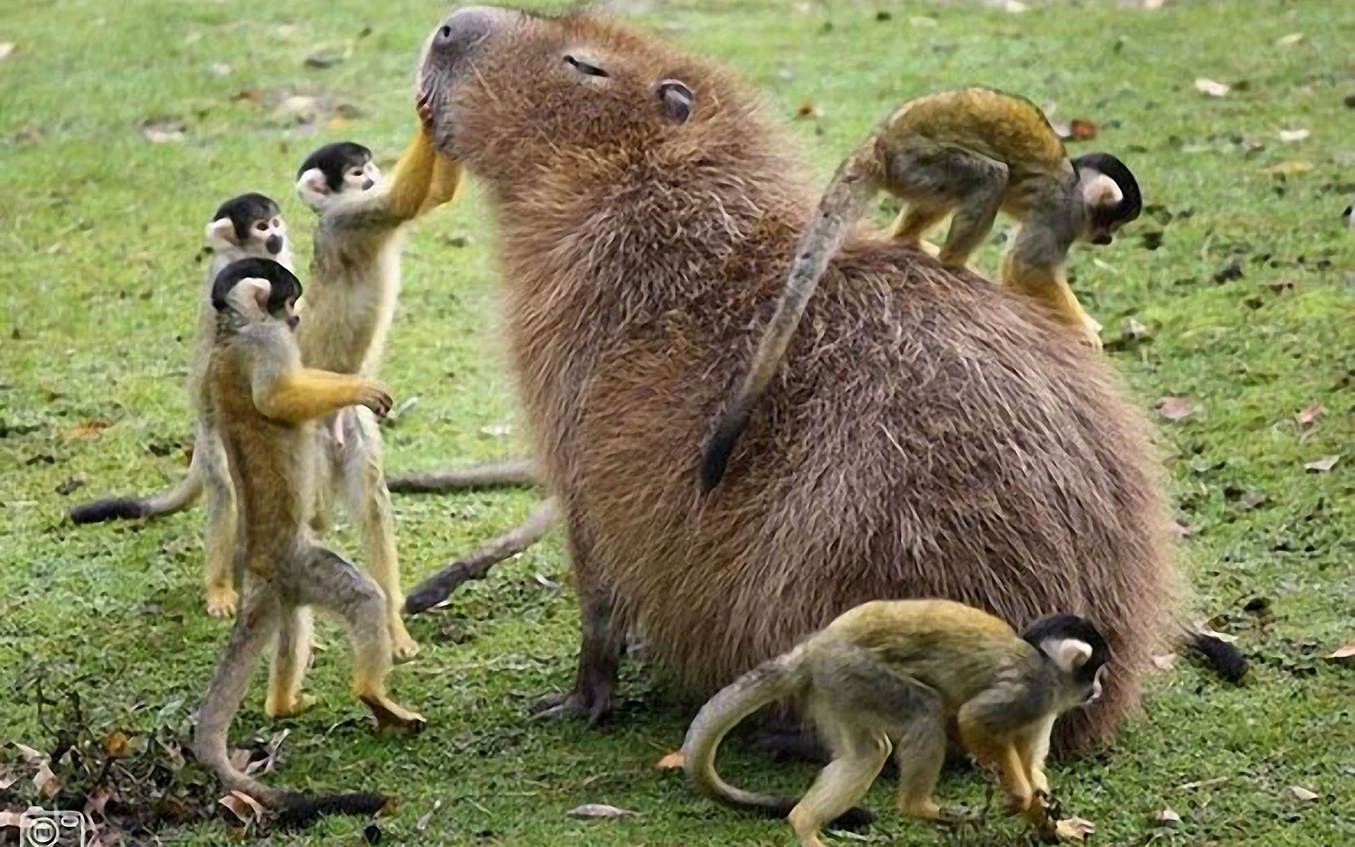 Awesome Capybara free background ID:465264 for hd 1920x1200 PC