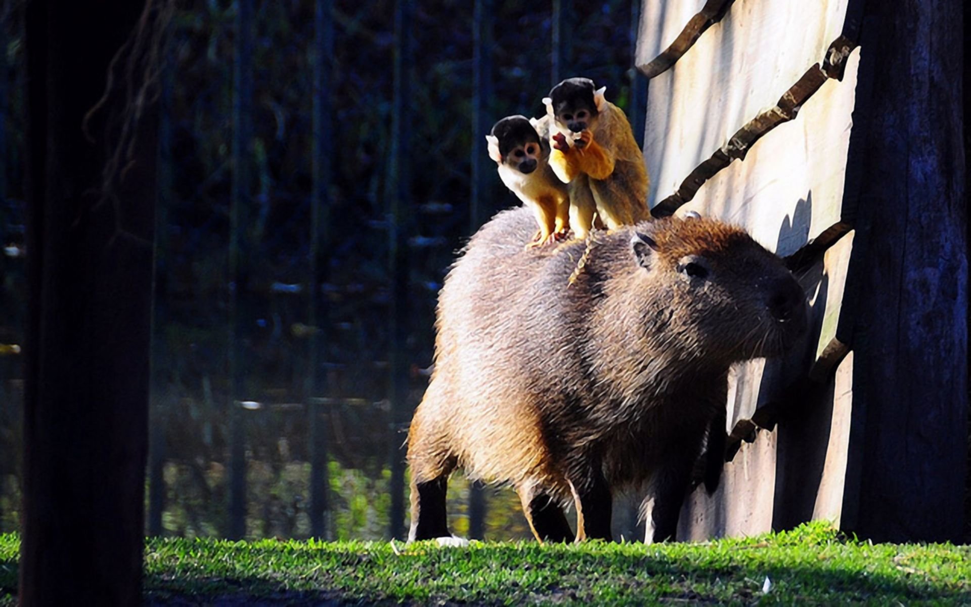 Free download Capybara background ID:465267 hd 1920x1200 for PC