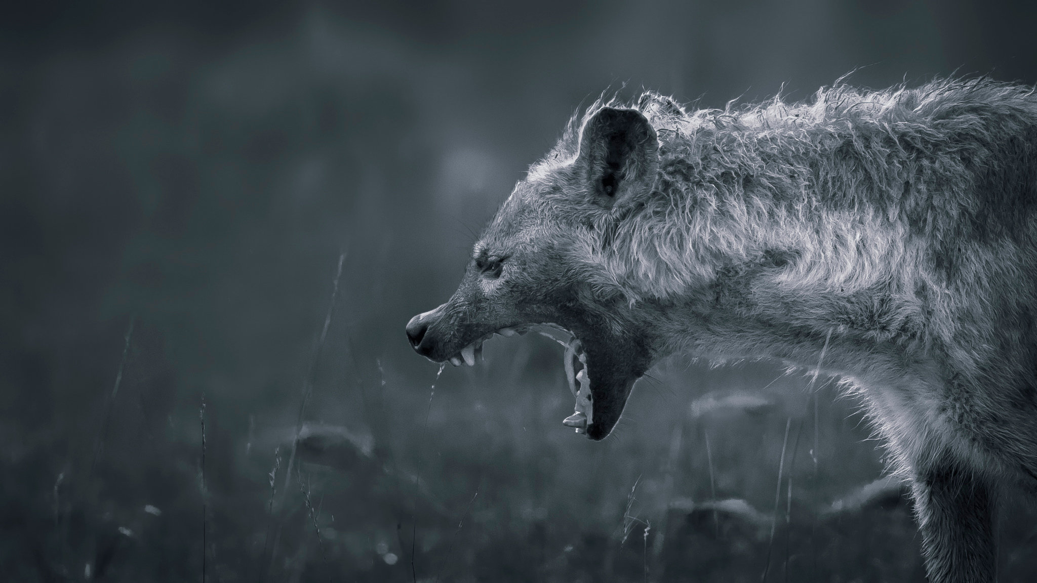 Awesome Hyena free background ID:239236 for hd 2048x1152 PC
