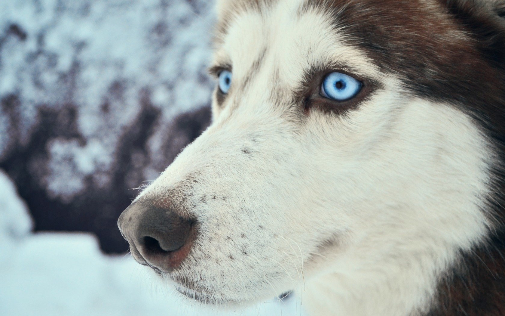 Awesome Husky free background ID:198447 for hd 1680x1050 desktop