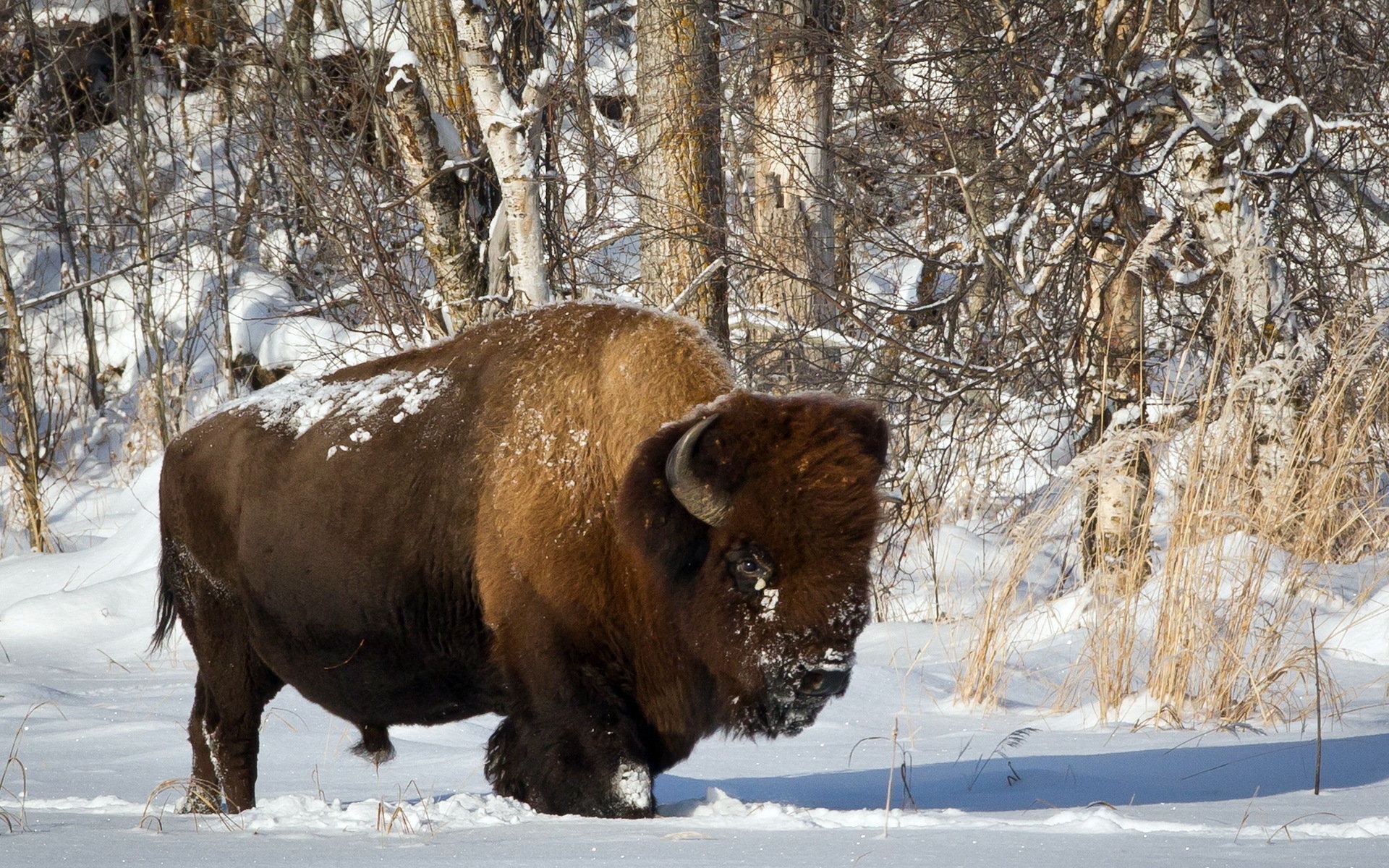Free download Bison wallpaper ID:130642 hd 1920x1200 for PC
