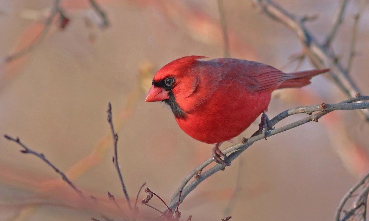 Awesome Cardinal free background ID:24703 for hd 1280x768 desktop