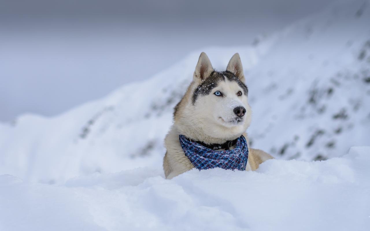 Best Husky background ID:198429 for High Resolution hd 1280x800 PC