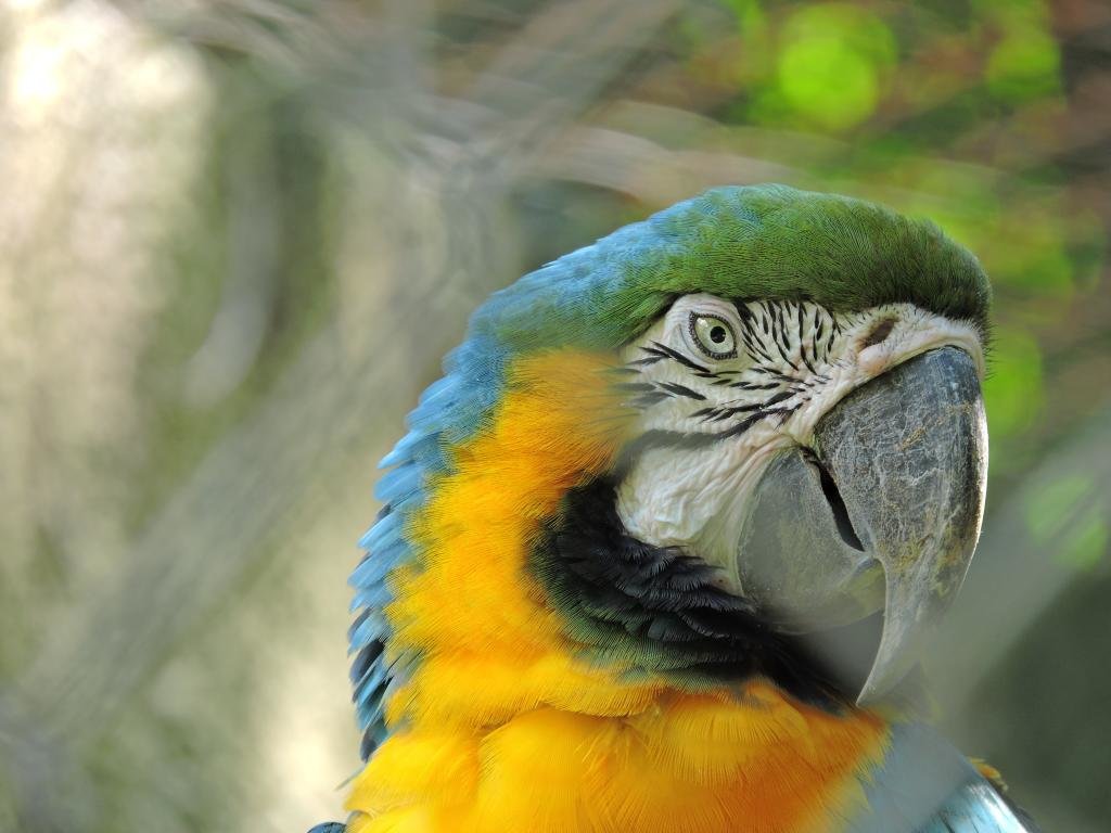 Free download Macaw wallpaper ID:46519 hd 1024x768 for PC