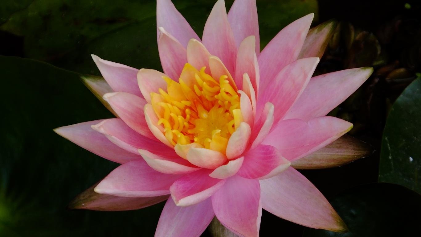 High resolution Water Lily 1366x768 laptop background ID:366099 for desktop