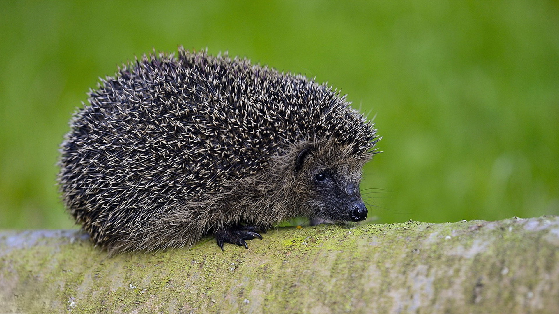 Awesome Hedgehog free wallpaper ID:241851 for full hd 1080p PC