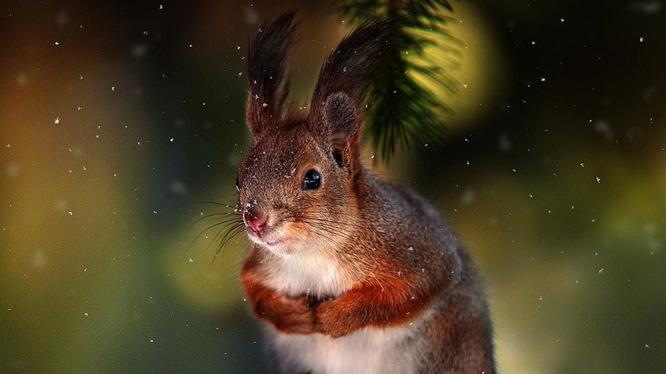Best Squirrel wallpaper ID:311664 for High Resolution laptop computer