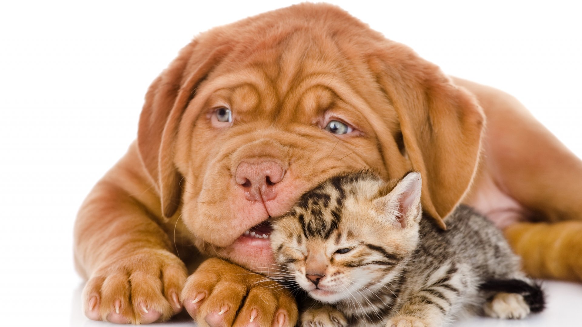 Awesome Cat and Dog free wallpaper ID:125367 for full hd computer