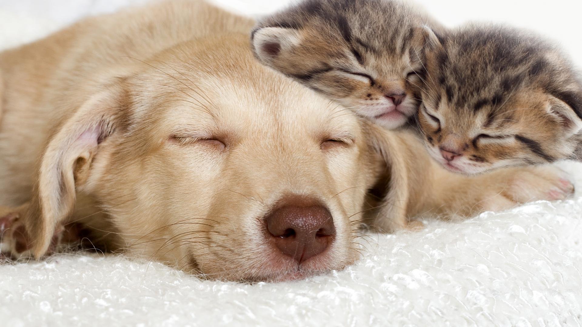 Free Cat and Dog high quality wallpaper ID:125348 for full hd 1920x1080 computer