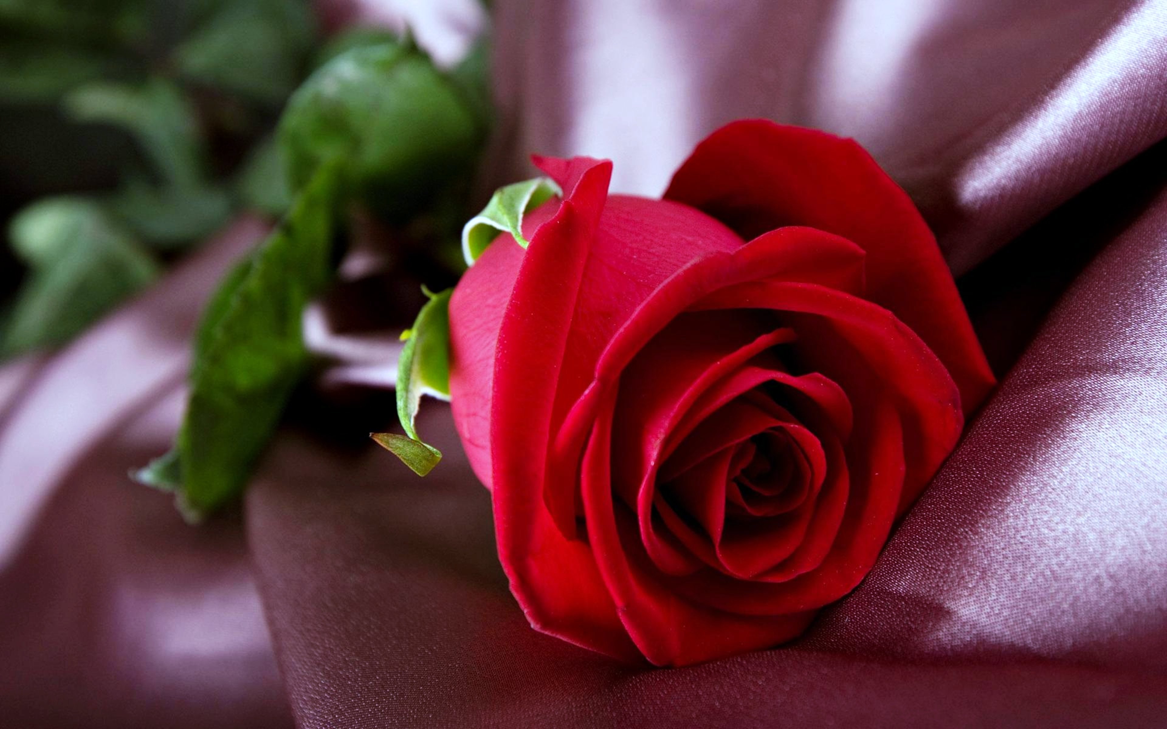 High resolution Rose hd 3840x2400 background ID:473333 for PC