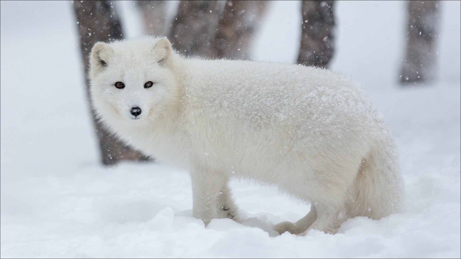 Awesome Arctic Fox free background ID:98756 for full hd PC