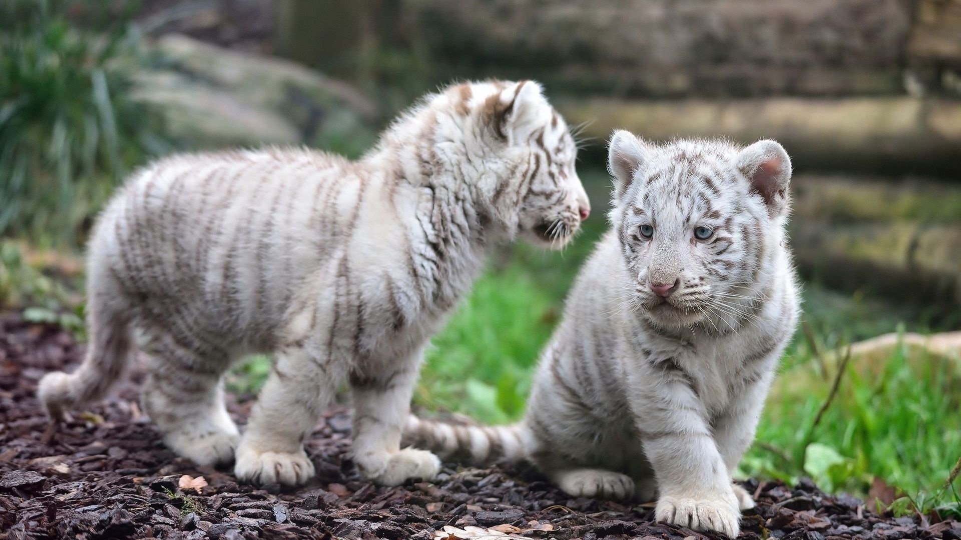 Free download White Tiger background ID:174866 full hd for PC