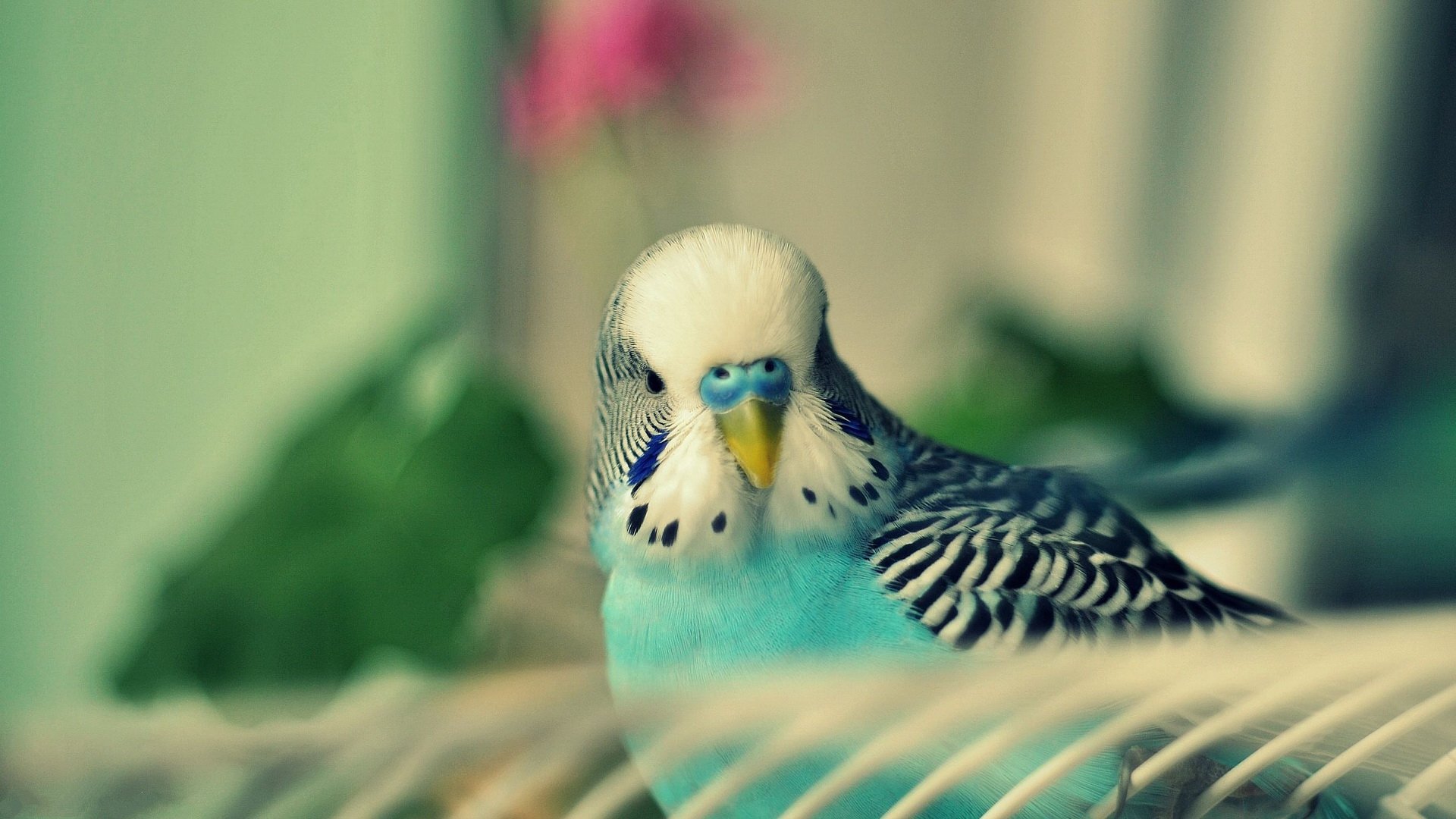 Download hd 1920x1080 Budgerigar PC background ID:32578 for free