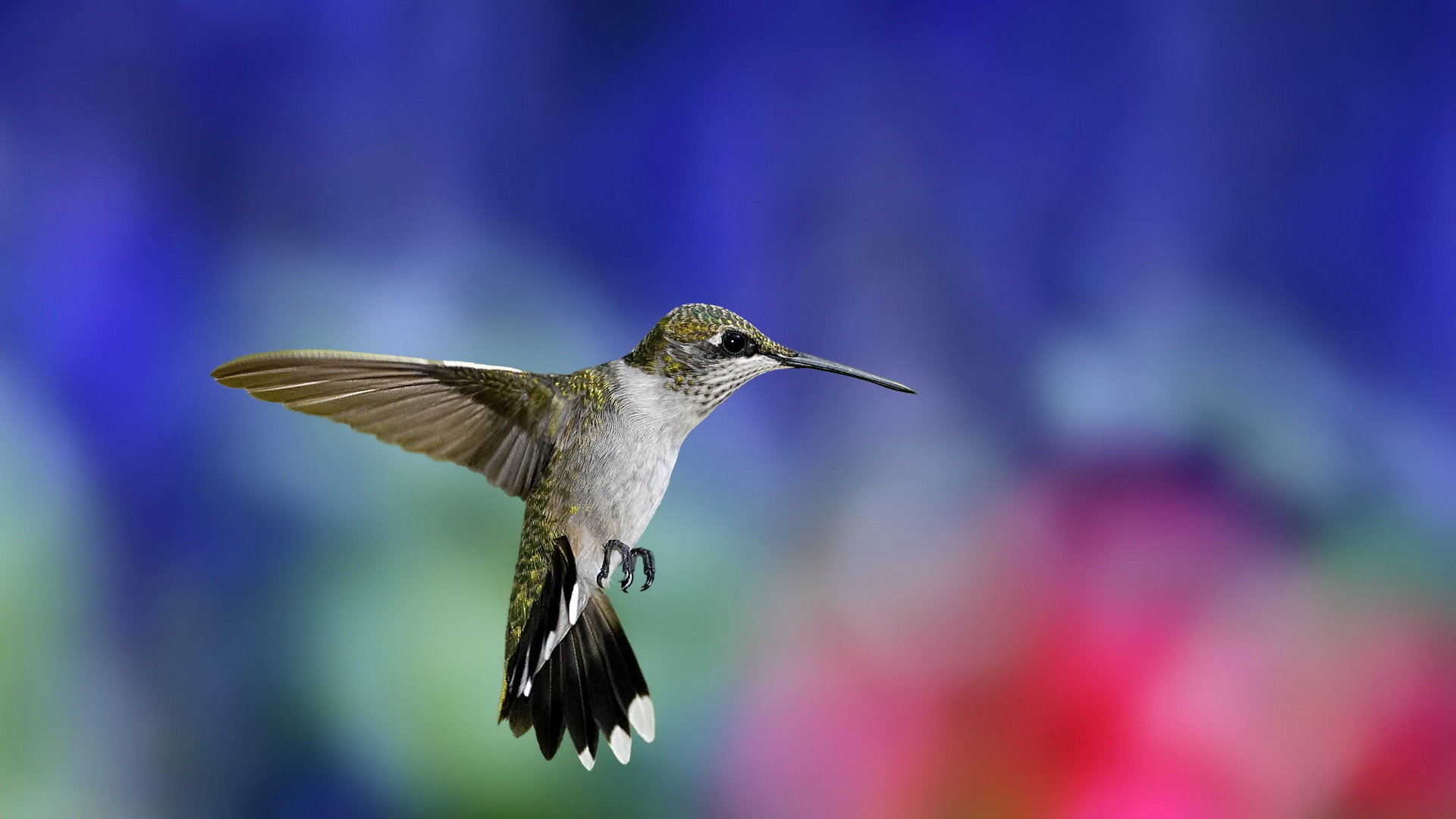 High resolution Hummingbird full hd 1080p background ID:215693 for desktop