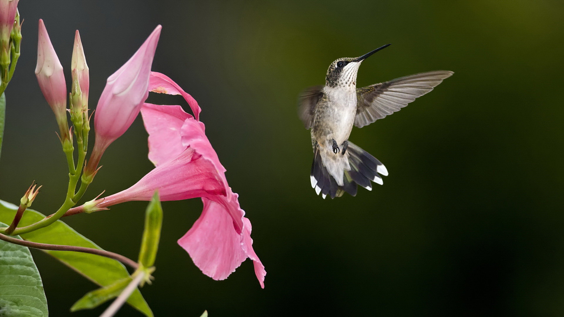 Awesome Hummingbird free wallpaper ID:215813 for hd 1080p computer