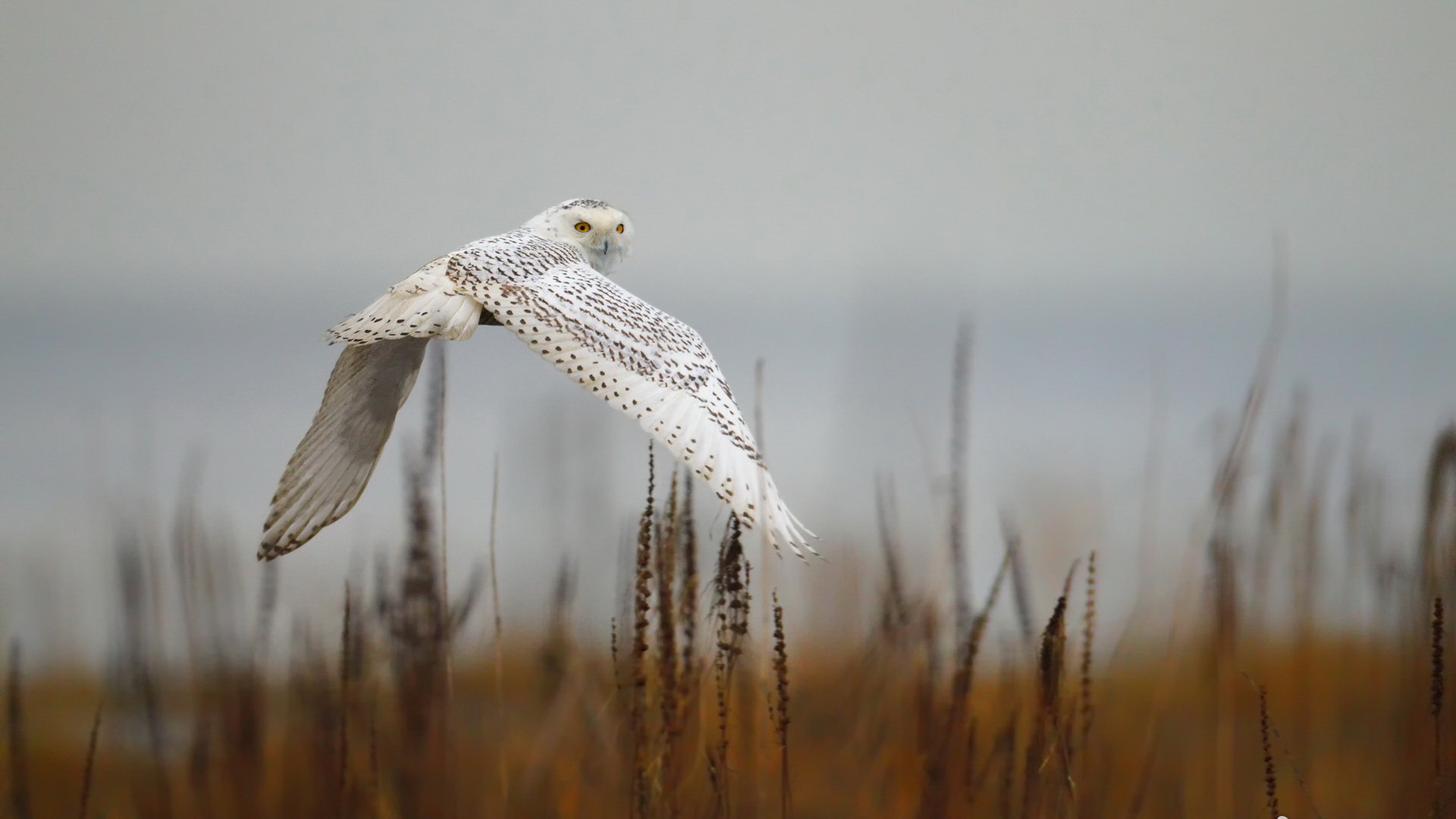 Best Snowy Owl background ID:26831 for High Resolution full hd 1080p computer