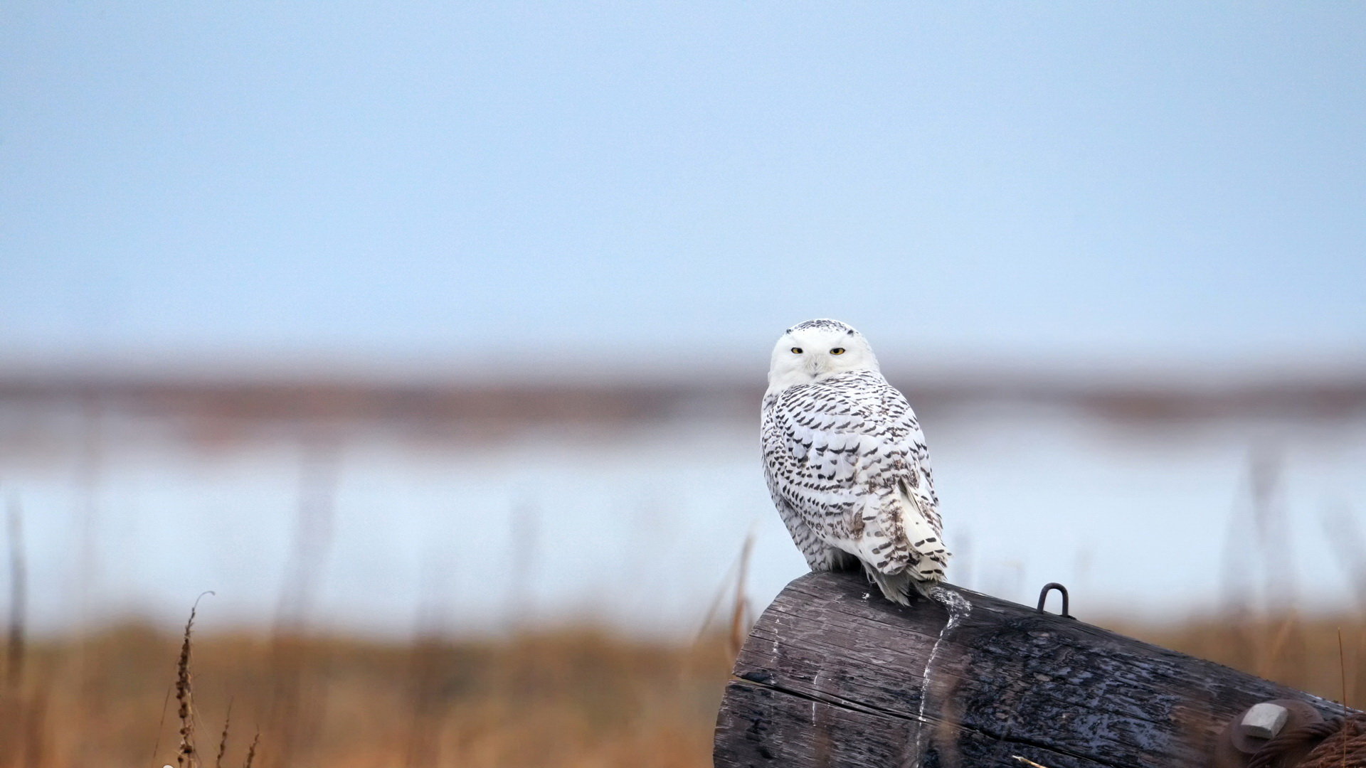 Free download Snowy Owl background ID:26840 full hd for desktop