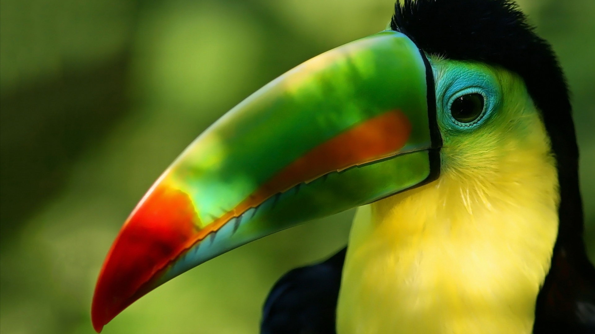 Download hd 1080p Toucan PC background ID:57290 for free
