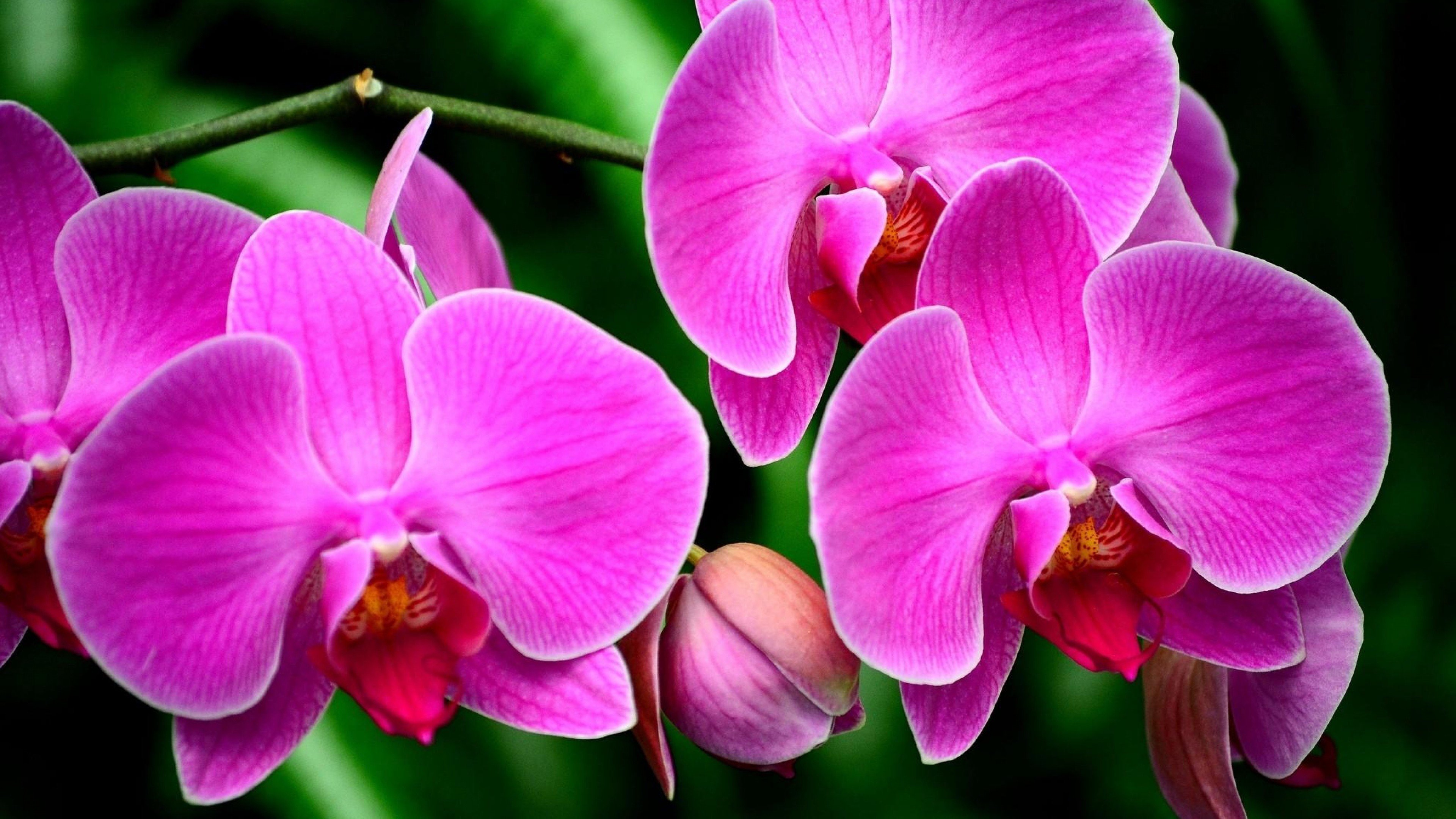 Free download Orchid background ID:449612 ultra hd 4k for desktop