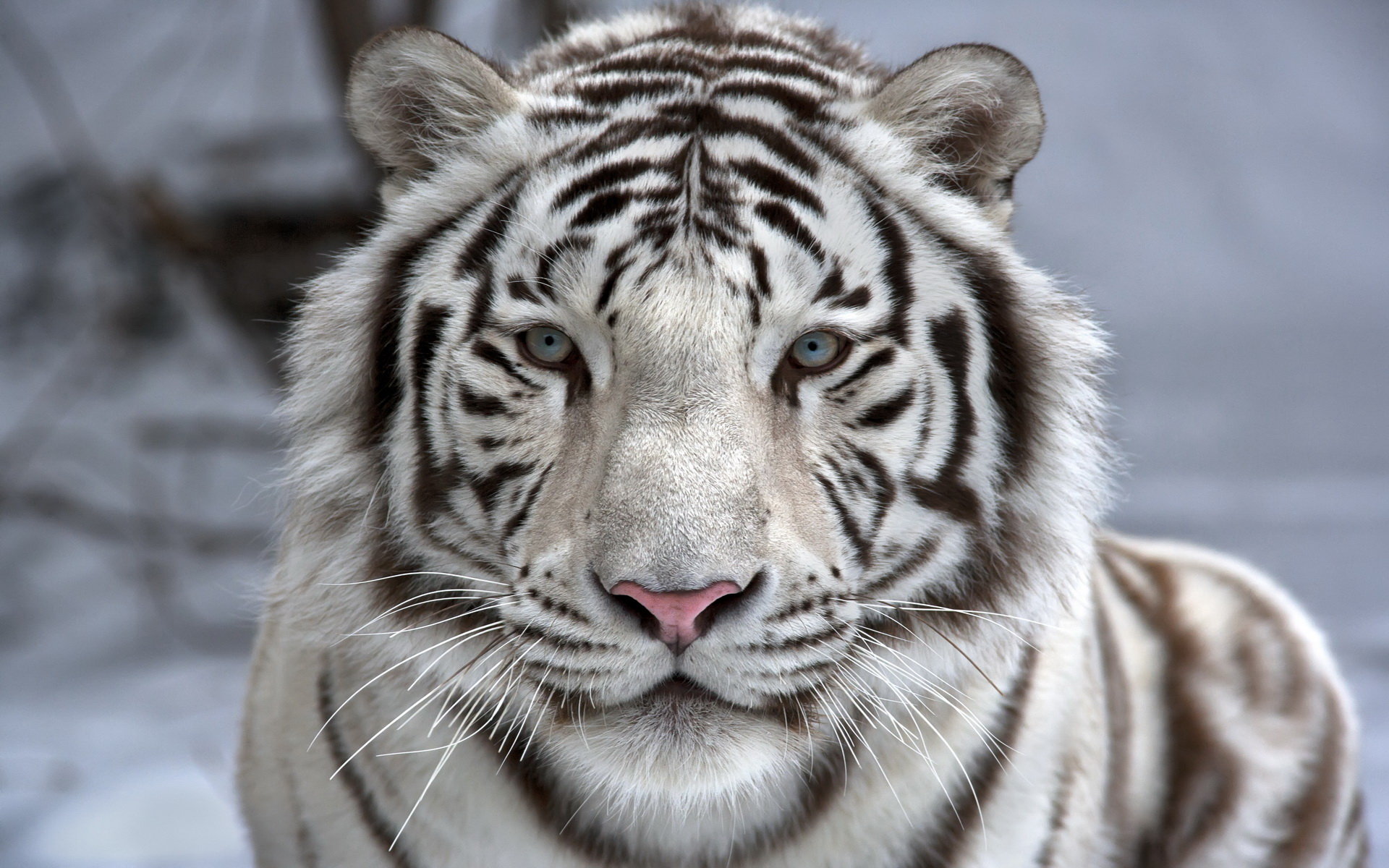 Free White Tiger high quality wallpaper ID:174845 for hd 1920x1200 PC