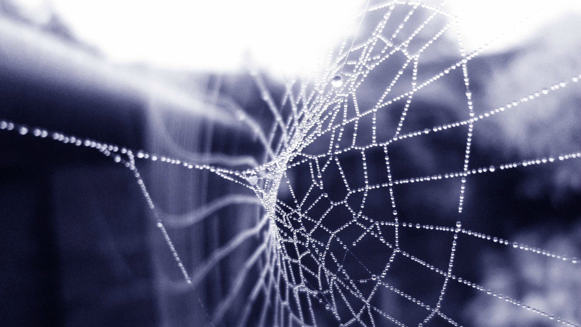 Awesome Spider Web free wallpaper ID:184810 for hd 1920x1080 desktop