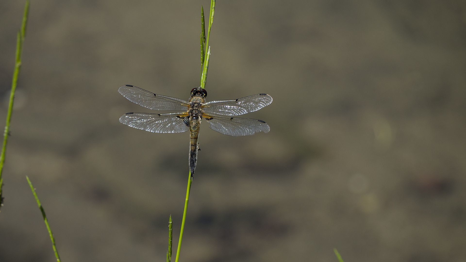 Free Dragonfly high quality wallpaper ID:467589 for 1080p PC