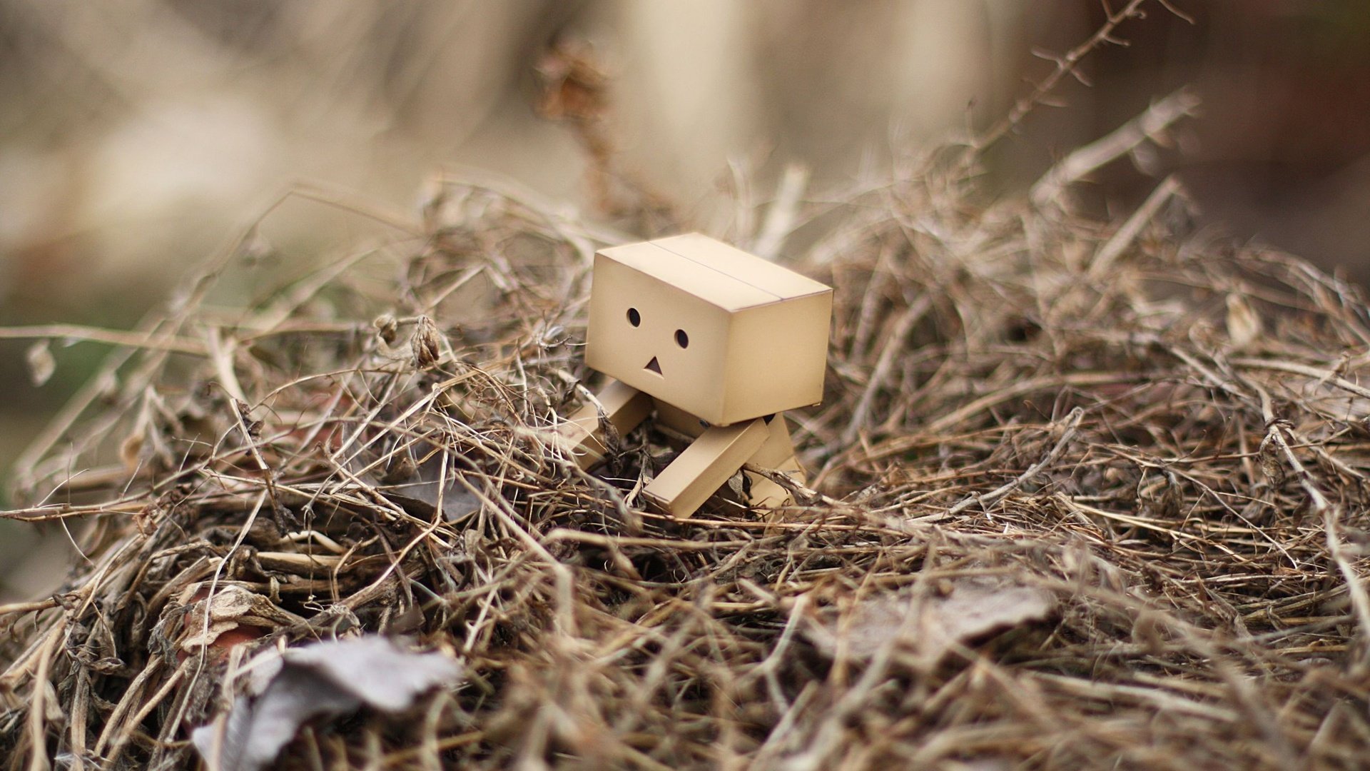 Awesome Danbo free background ID:30390 for full hd 1920x1080 desktop