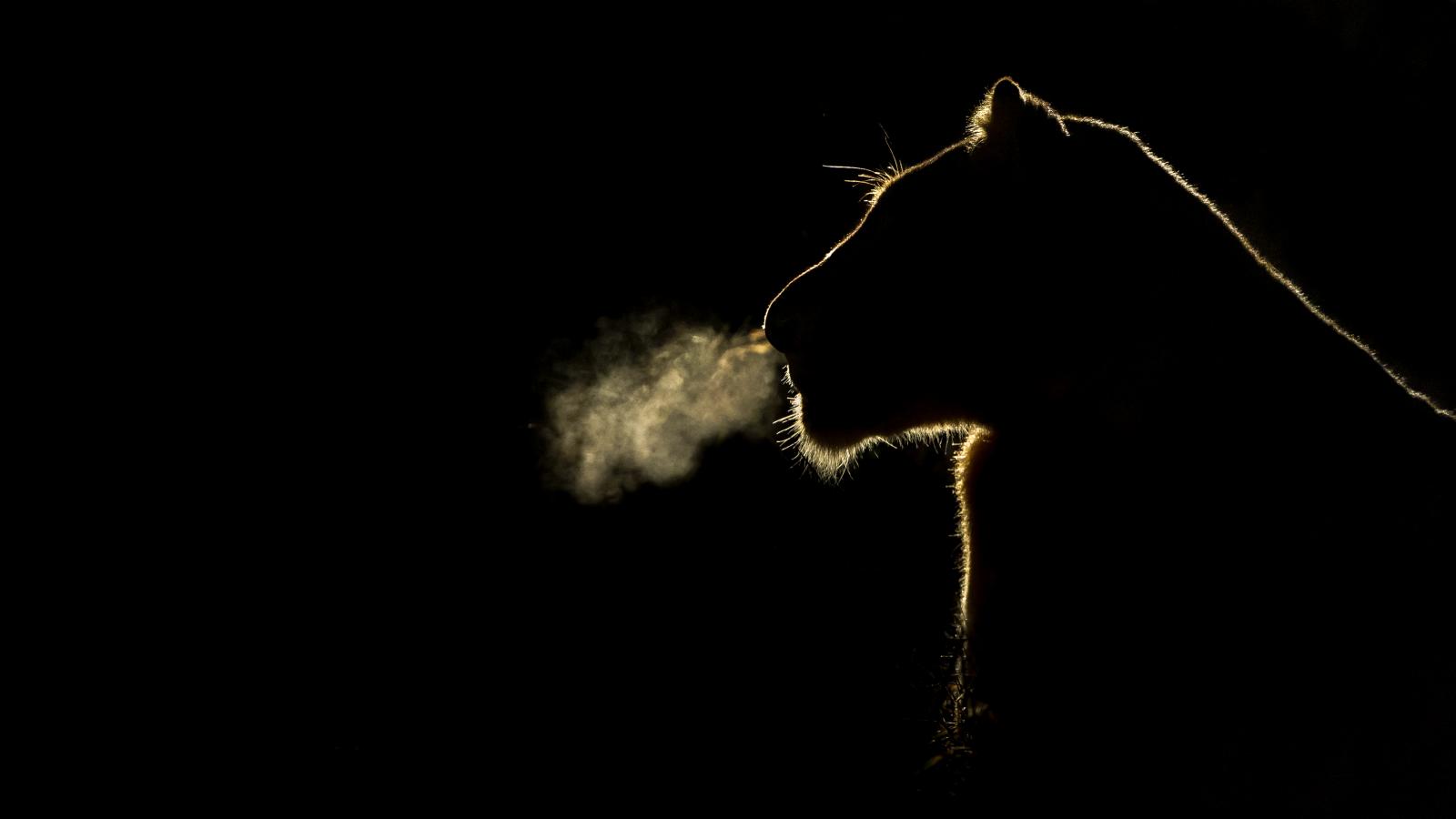 Awesome Lion free wallpaper ID:255933 for hd 1600x900 PC
