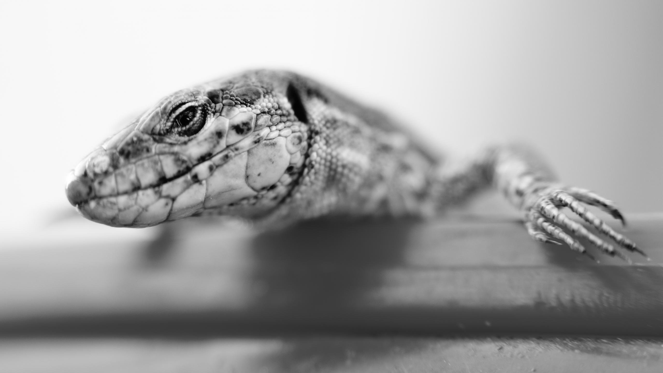 Free Lizard high quality background ID:444101 for hd 2560x1440 PC
