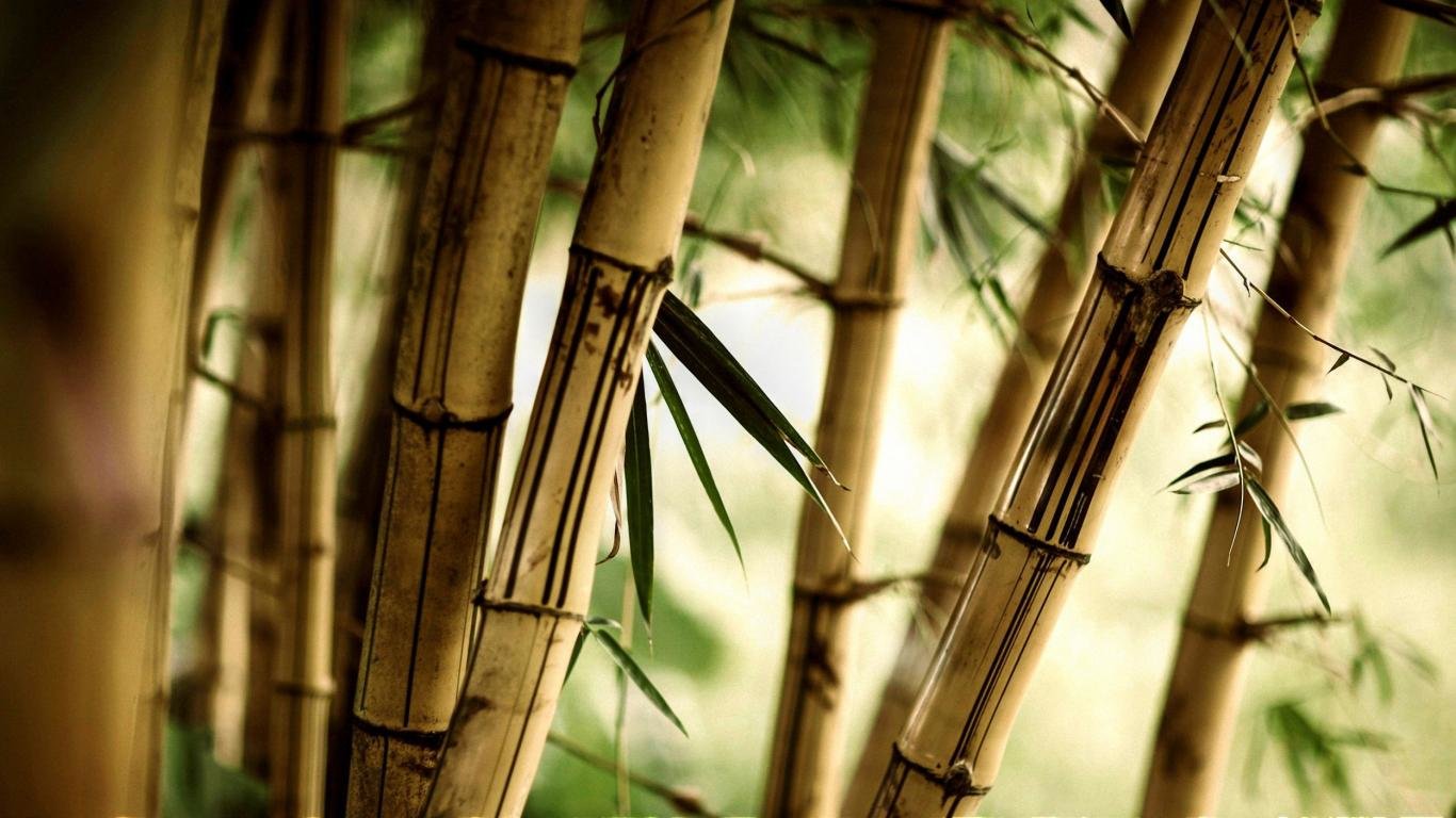 High resolution Bamboo 1366x768 laptop background ID:246775 for PC