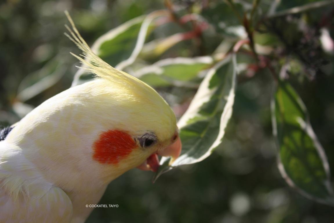 High resolution Cockatiel hd 1152x768 background ID:158163 for PC