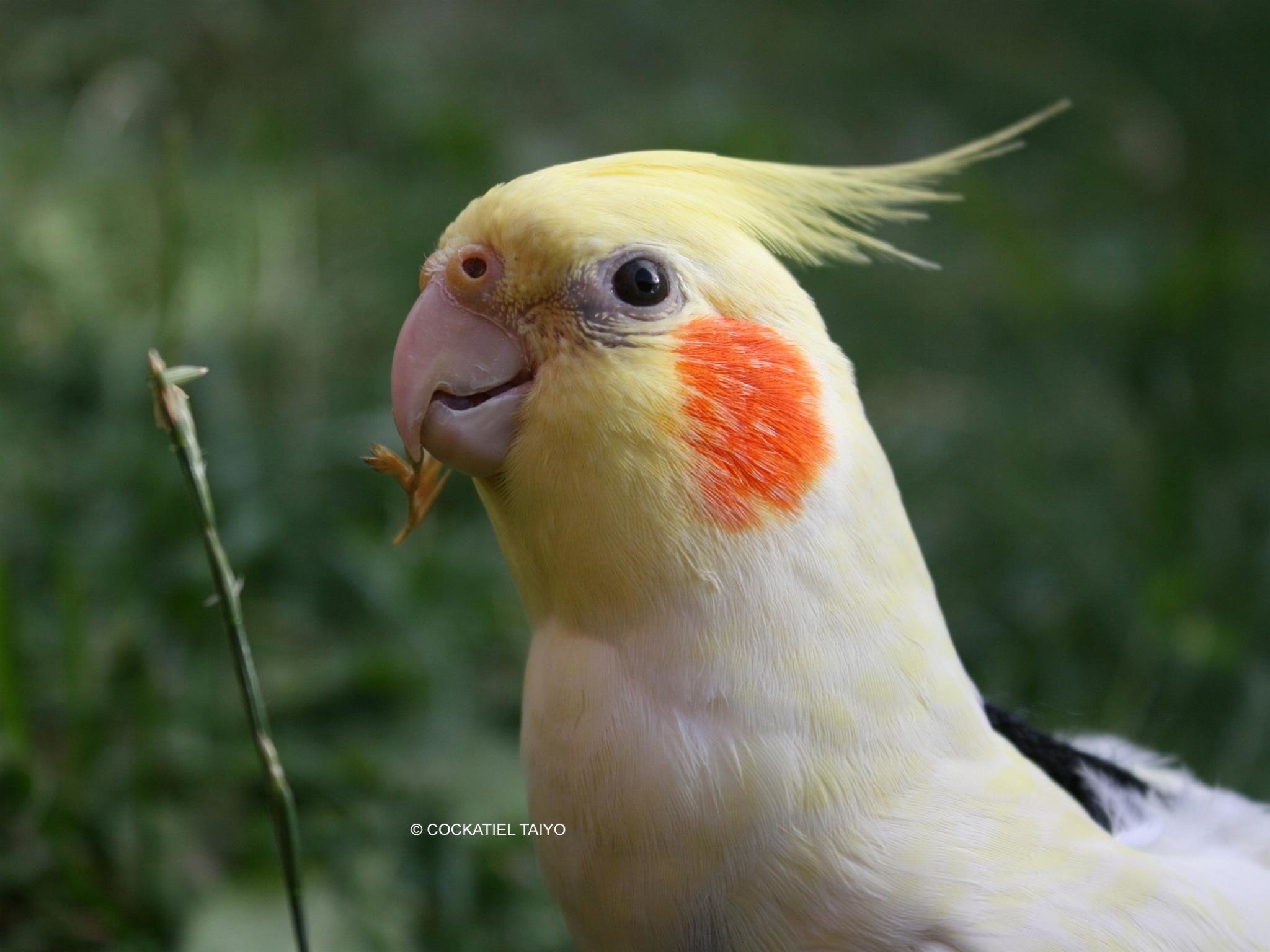 Awesome Cockatiel free background ID:158147 for hd 2048x1536 PC