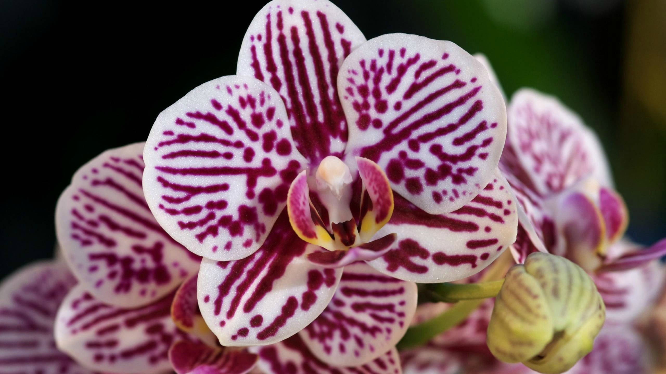 Free Orchid high quality background ID:449518 for hd 2560x1440 PC