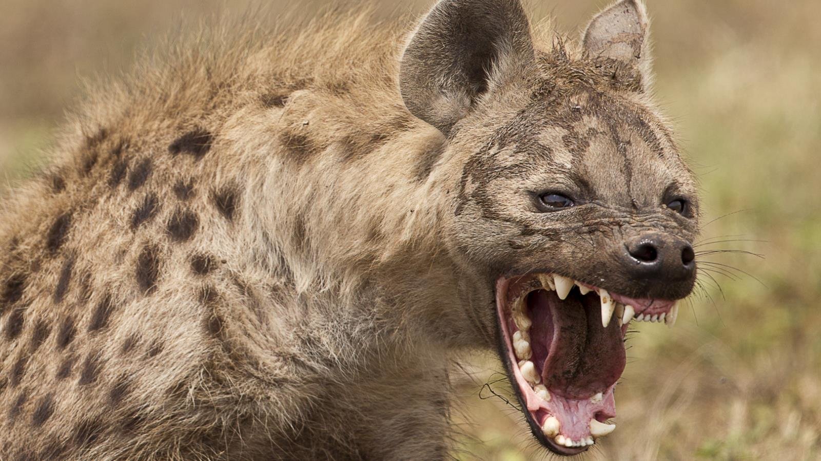 Free download Hyena background ID:239233 hd 1600x900 for computer