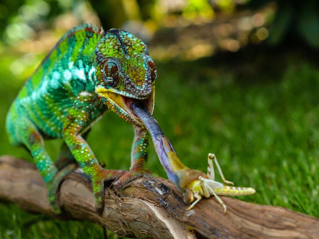 Free download Chameleon wallpaper ID:462534 hd 1024x768 for PC
