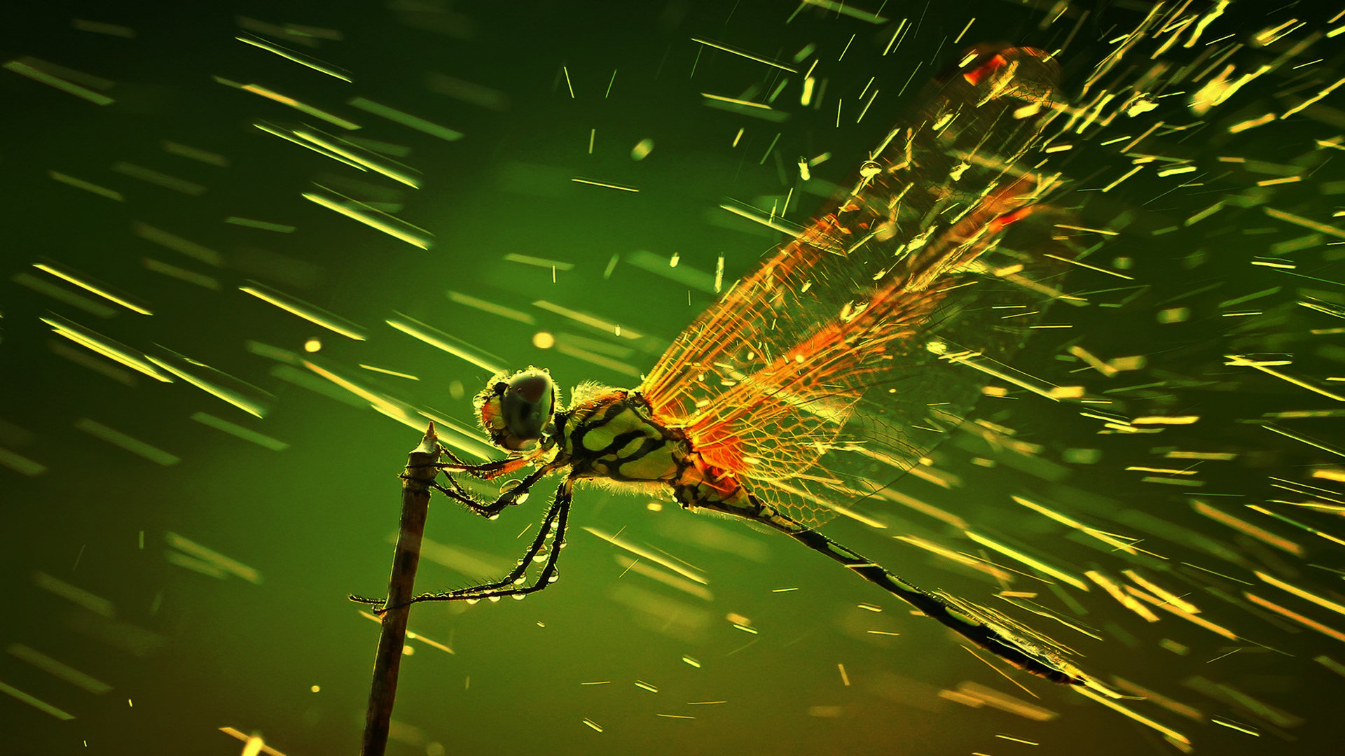 Awesome Dragonfly free wallpaper ID:467593 for 1080p desktop