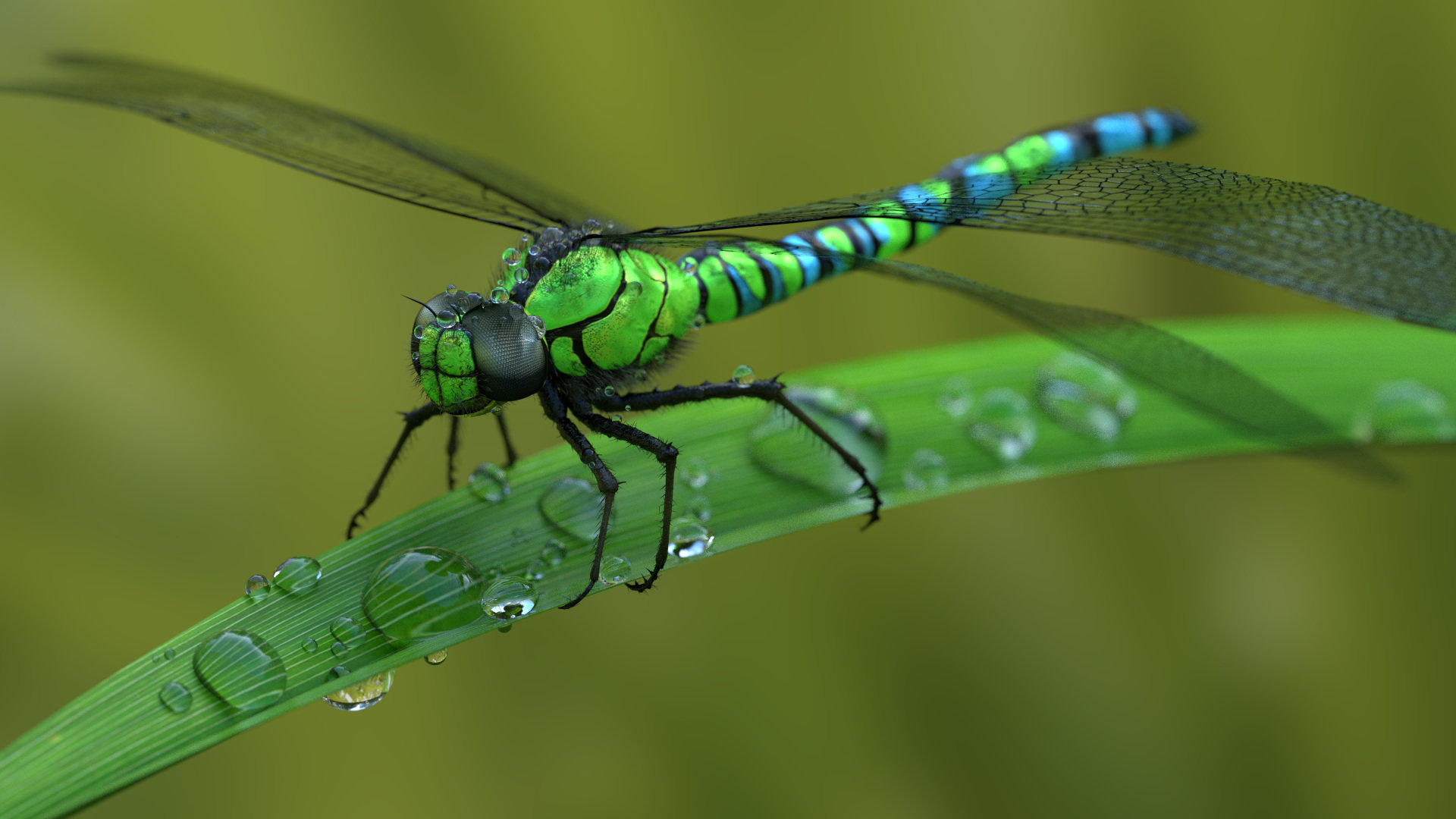 Free download Dragonfly wallpaper ID:467694 full hd 1920x1080 for PC