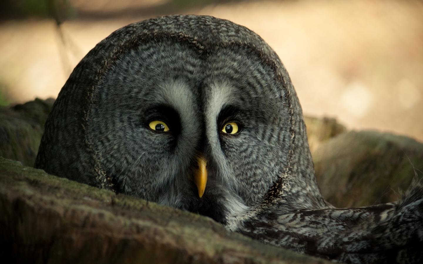 Awesome Great Grey Owl free background ID:235132 for hd 1440x900 desktop