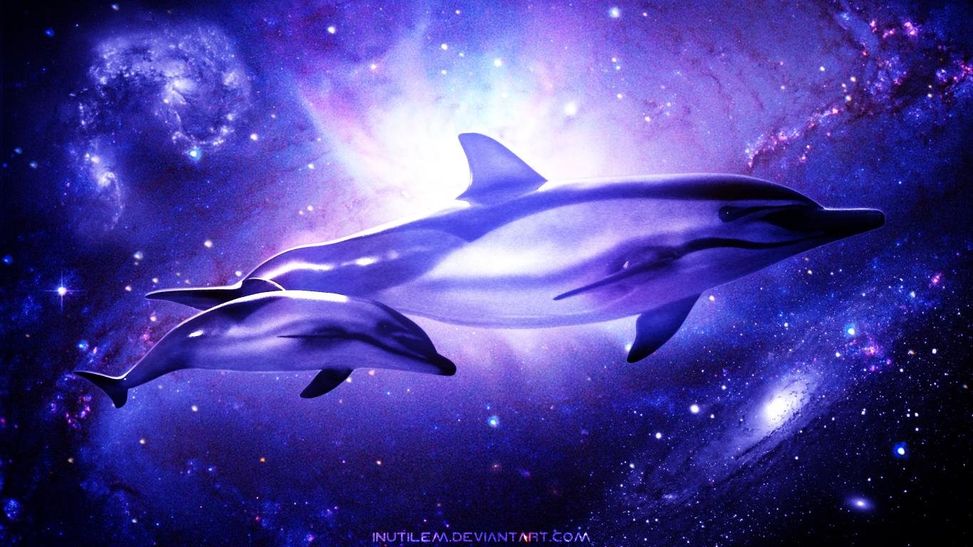 Free Dolphin high quality background ID:248338 for 1366x768 laptop computer