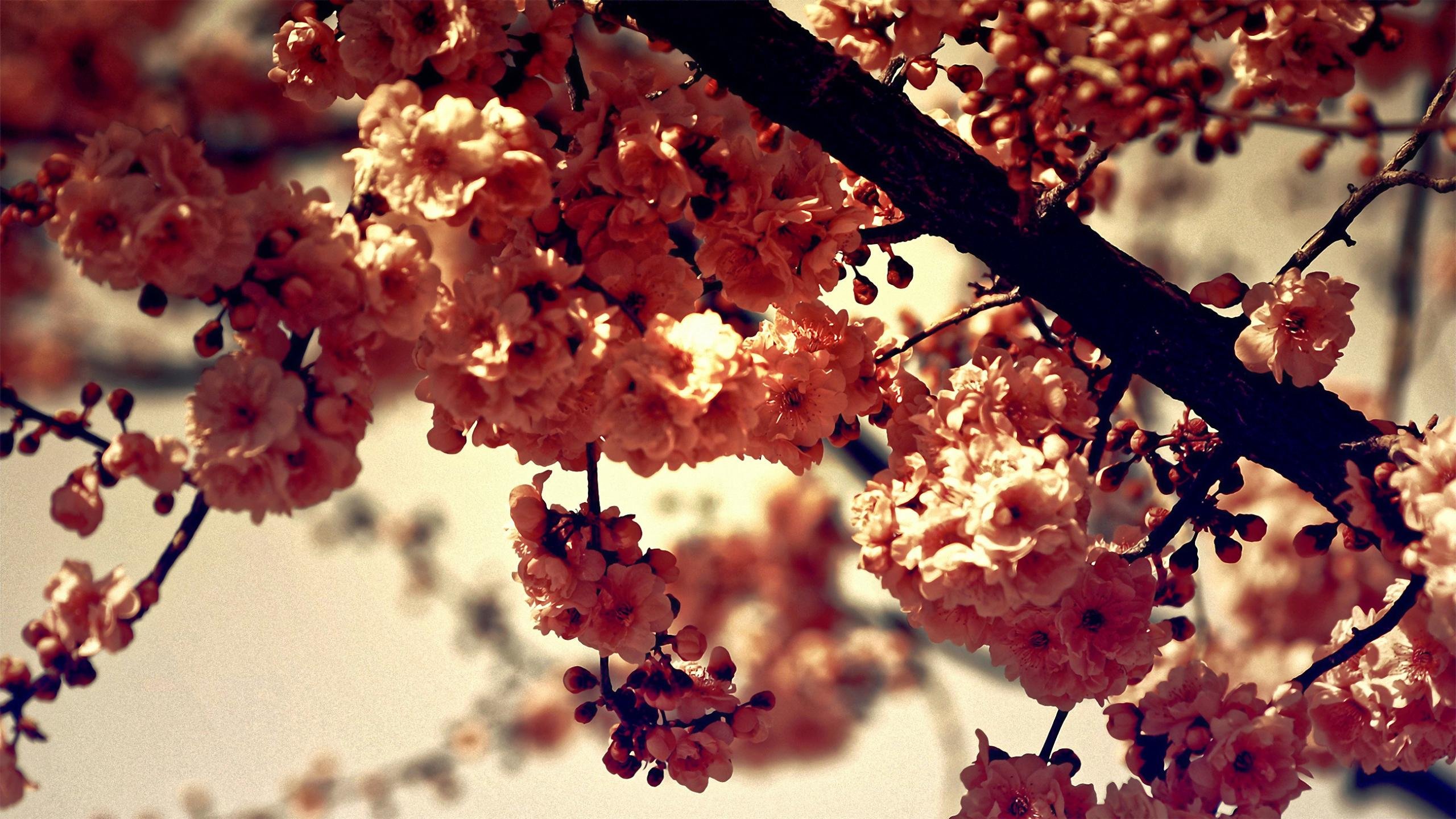 Free download Blossom background ID:333117 hd 2560x1440 for desktop