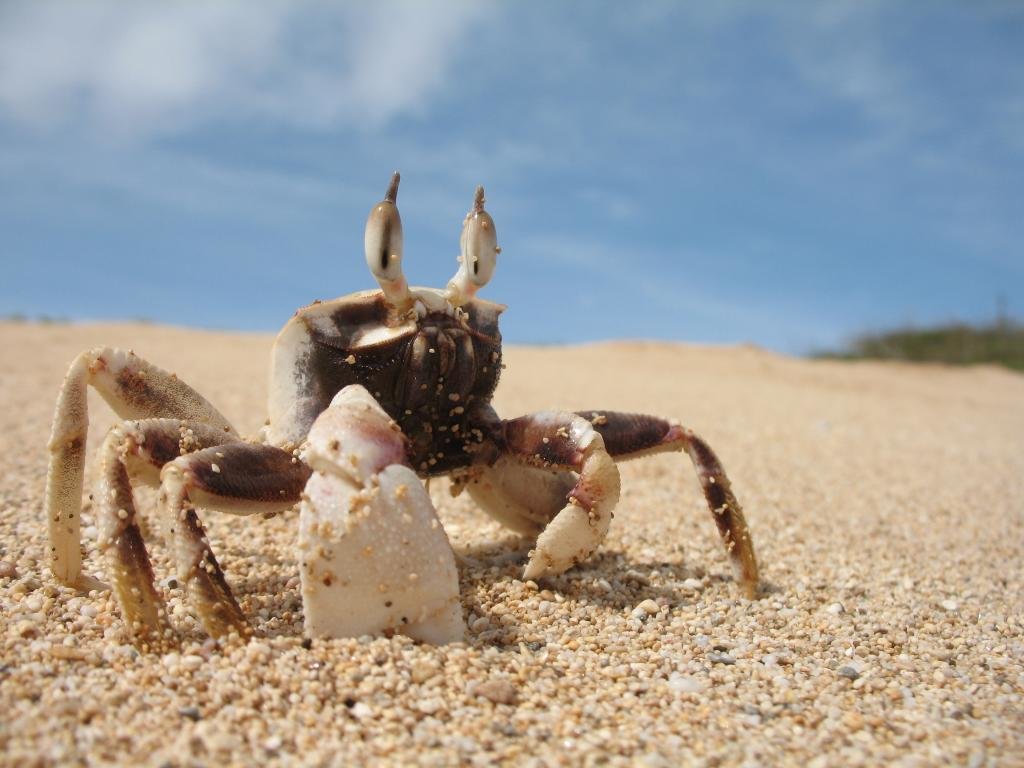 Awesome Crab free wallpaper ID:294319 for hd 1024x768 computer