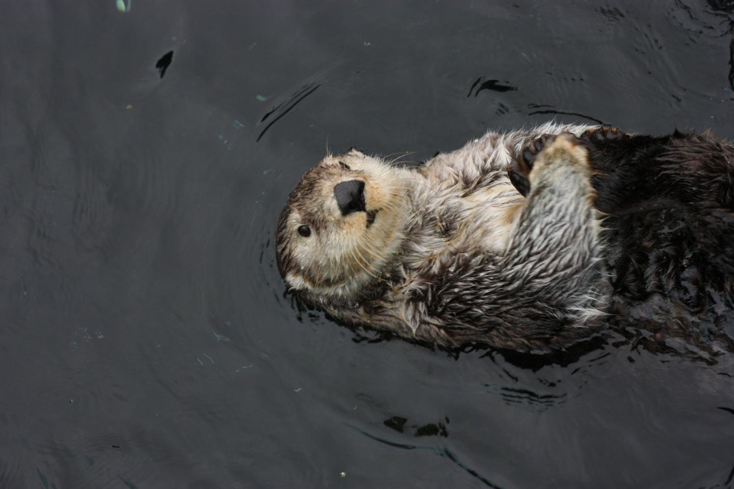 Awesome Sea Otter free background ID:123584 for hd 1440x960 desktop
