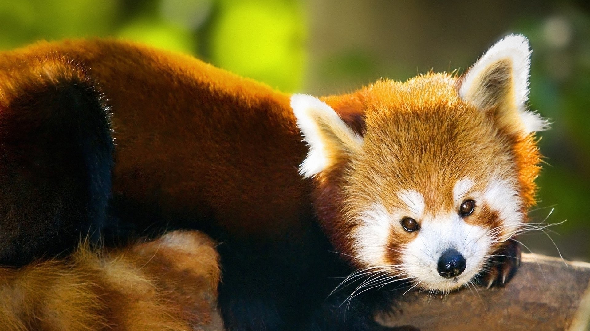 Best Red Panda wallpaper ID:64125 for High Resolution full hd 1920x1080 computer