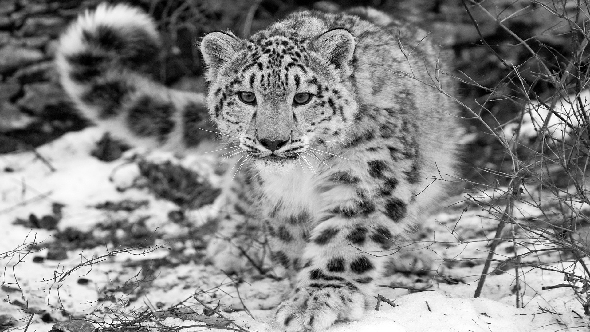 High resolution Snow Leopard hd 1920x1080 background ID:34351 for desktop